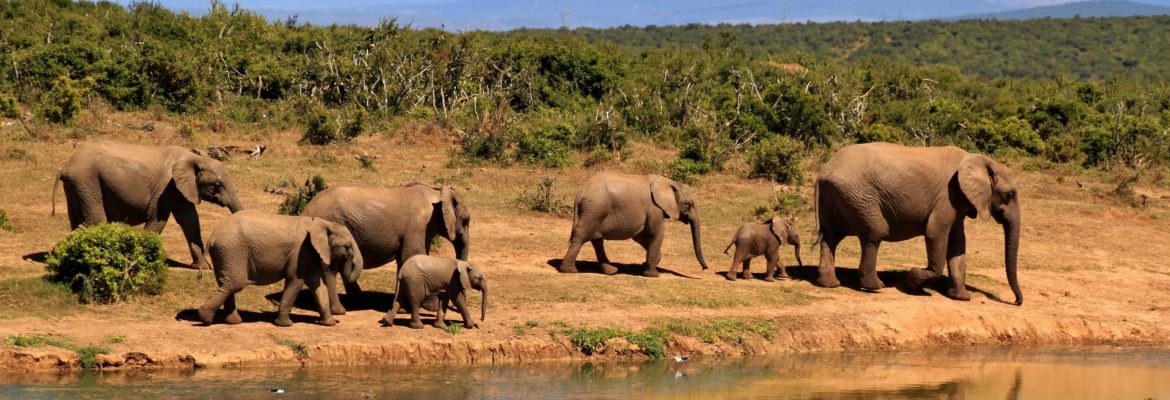 Glatt Safaris 2022 in Kruger National Park, South Africa – Winter Vacations