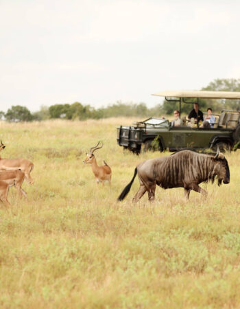 Gaya Tours Luxury Safari:  Beyond Your Wildest Dreams!